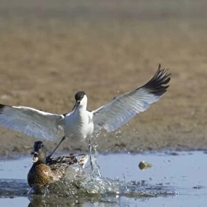 Eurasian Avocet (Recurvirostra avocetta) adult, in flight, attacking Mallard Duck (Anas platyrhynchos) adult female crossing territory, Minsmere RSPB Reserve, Suffolk, England, may