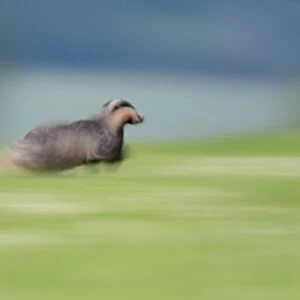 Eurasian Badger (Meles meles) adult, running across meadow, blurred movement, Blithfield, Staffordshire, England, June