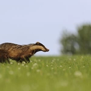 Eurasian Badger (Meles meles) adult, running across meadow, Blithfield, Staffordshire, England, June