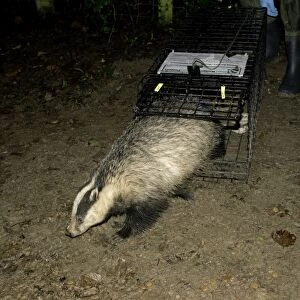 Eurasian Badger (Meles meles) bovine tuberculosis vaccination project, vaccinated adult