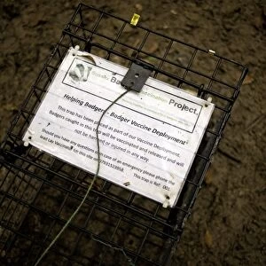 Eurasian Badger (Meles meles) bovine tuberculosis vaccination project, explanation placard on live trap at night