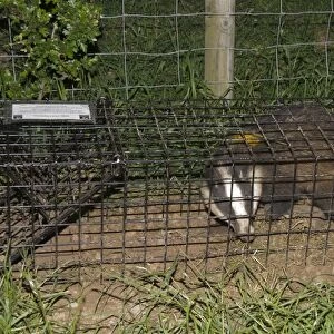 Eurasian Badger (Meles meles) bovine tuberculosis vaccination scheme, badger in live trap clipped