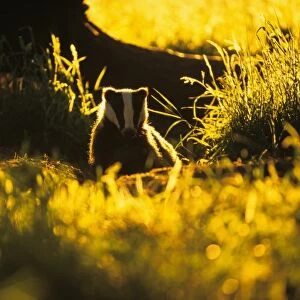 Eurasian Badger (Meles meles) cub, backlit in evening sunlight, Derbyshire, England
