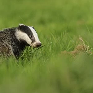 Eurasian Badger (Meles meles) cub, standing in meadow, Jacksons Coppice, Staffordshire, England, May