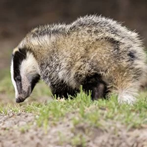 Eurasian Badger (Meles meles) cub, standing on sparsely vegetated ground during daylight, Suffolk, England, May