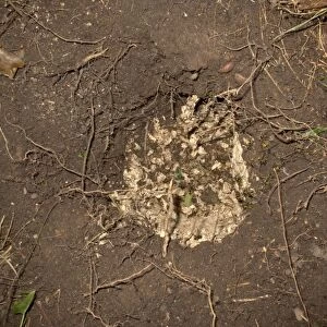 Eurasian Badger (Meles meles) feeding sign, wasp nest dug out of ground, Midlands, England, july