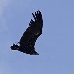 Eurasian Black Vulture, juvenile bird. Extremadura, Spain