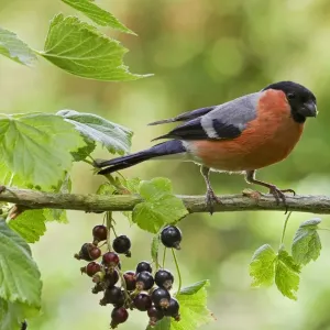 Eurasian Bullfinch (Pyrrhula pyrrhula) adult male, feeding on blackcurrants, England, july Eurasian Bullfinch (Pyrrhula pyrrhula) adult male, feeding on blackcurrants, England, july