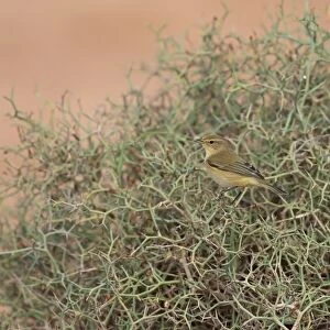 Eurasian Chiffchaff (Phylloscopus collybita) adult, autumn migrant, perched in spiny bush, Morocco, November