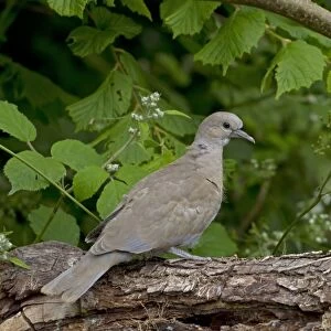 Eurasian Collared Dove (Streptopelia decaocto) juvenile, recently fledged, perched on log, Norfolk, England, June