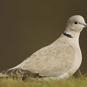 Eurasian Collared Dove (Streptopelia decaocto) adult, standing on garden lawn, Shropshire, England, march