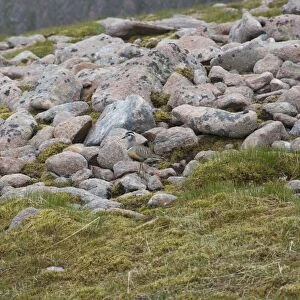 Eurasian Dotterel (Charadrius morinellus) adult male, standing amongst rocks, Aviemore, Cairngorms N. P