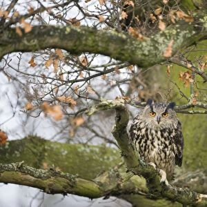 Eurasian Eagle-owl (Bubo bubo) adult, perched on branch in oak tree, Gloucestershire, England (controlled)