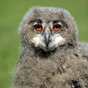 Eurasian Eagle-owl (Bubo bubo) young, close-up of head, Germany