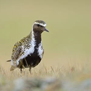 Eurasian Golden Plover (Pluvialis apricaria) adult, breeding plumage, standing on tundra, Iceland, May