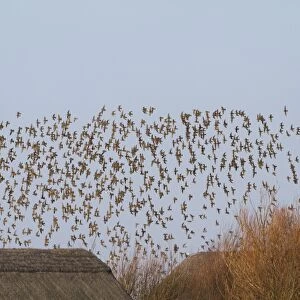 Eurasian Golden Plover (Pluvialis apricaria) flock, in flight over thatched roofs of hides, Cley Marshes Reserve, Cley-next-the-sea, Norfolk, England, january