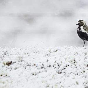 Eurasian Golden Plover (Pluvialis apricaria) adult, breeding plumage, standing on snow covered moorland, Iceland, June