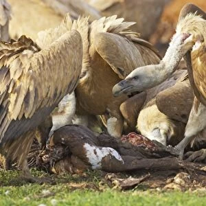 Eurasian Griffon Vulture (Gyps fulvus) aduls, group feeding on carcass of dead sheep, Refugio de Rapaces W. W. F. Reserve, Segovia, Castile and Leon, Spain