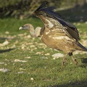 Eurasian Griffon Vulture (Gyps fulvus) adult, running and taking off, Segovia, Castile and Leon, Spain