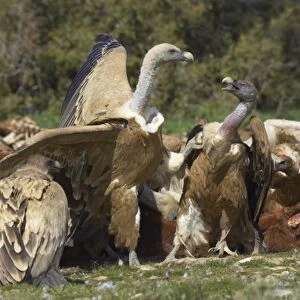 Eurasian Griffon Vulture (Gyps fulvus) adults, group fighting and feeding at carcass, Refugio de Rapaces W. W. F. Reserve, Segovia, Castile and Leon, Spain