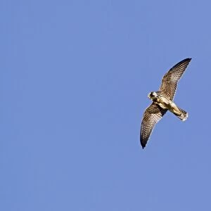 Eurasian Hobby (Falco subbuteo) juvenile, in flight, feeding on dragonfly prey, Minsmere RSPB Reserve, Suffolk, England, october