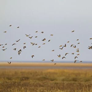 Eurasian Linnet (Carduelis cannabina) flock, in flight over saltmarsh habitat, Norfolk, England, November