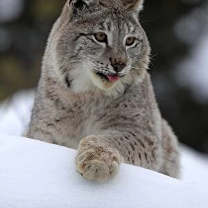 Eurasian Lynx (Lynx lynx) adult, with tongue out, resting on snow, winter (captive)