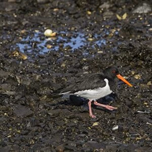 eurasian Oystercatcher walking on the sea shore at low tide