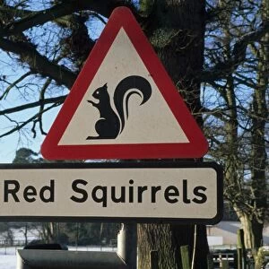 Eurasian Red Squirrel (Sciurus vulgaris) warning sign, beside road in snow, Cumbria, England, winter