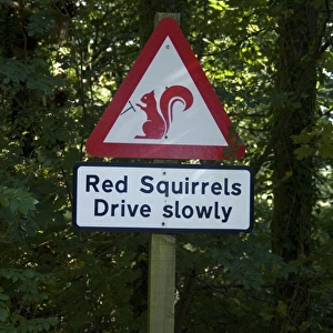 Eurasian Red Squirrel (Sciurus vulgaris) Drive Slowly warning sign for drivers, with steering wheel added