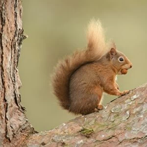 Eurasian Red Squirrel (Sciurus vulgaris) adult, with hazelnut in mouth, sitting on branch in pine forest, Black Isle