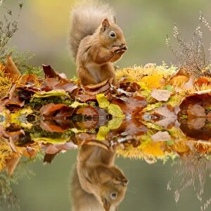 Eurasian Red Squirrel (Sciurus vulgaris) adult, feeding amongst leaf litter at edge of water, Black Isle