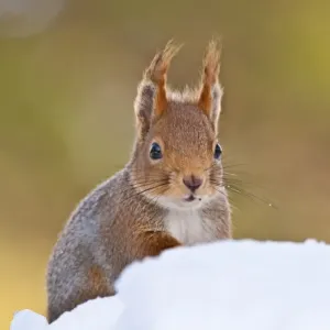 Eurasian Red Squirrel (Sciurus vulgaris) adult, foraging in snow, Norway, winter Eurasian Red Squirrel (Sciurus vulgaris) adult, foraging in snow, Norway, winter