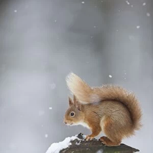 Eurasian Red Squirrel (Sciurus vulgaris) adult, standing on branch in deep snow during snowfall, Cairngorm N. P. Highlands, Scotland, march