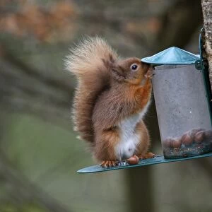 Eurasian Red Squirrel (Sciurus vulgaris) adult, feeding on hazelnuts at feeder, Dumfries and Galloway, Scotland, march