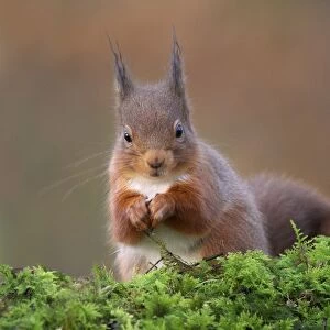 Eurasian Red Squirrel (Sciurus vulgaris) adult, feeding, sitting on moss, Dumfries and Galloway, Scotland, December