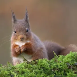 Eurasian Red Squirrel Print, sitting on moss, Scotland Eurasian Red Squirrel Print, sitting on moss, Scotland
