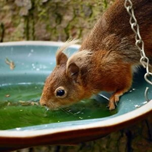 Eurasian Red Squirrel (Sciurus vulgaris) adult, drinking from birdbath and drinker hanging in tree, Kielder Forest