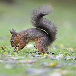 Eurasian Red Squirrel (Sciurus vulgaris) adult, burying hazelnut in garden lawn, Newlands Valley, near Keswick