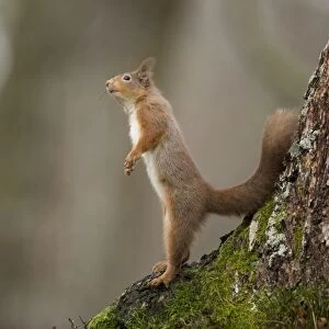 Eurasian Red Squirrel (Sciurus vulgaris) adult, standing on back legs at base of tree, Scotland, January