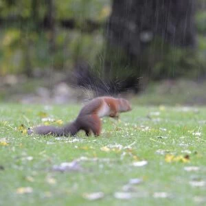 Eurasian Red Squirrel (Sciurus vulgaris) adult, shaking water from fur, standing on garden lawn during heavy rainfall