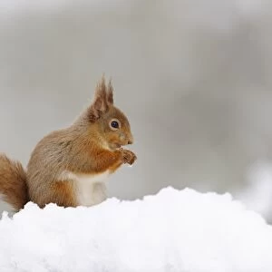 Eurasian Red Squirrel (Sciurus vulgaris) adult, feeding on hazelnut, sitting on snow in coniferous forest