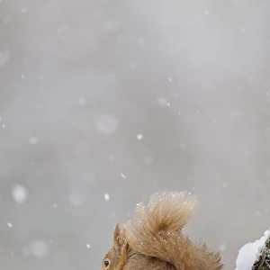 Eurasian Red Squirrel (Sciurus vulgaris) adult, feeding on hazelnut, sitting on snow during snowfall in coniferous