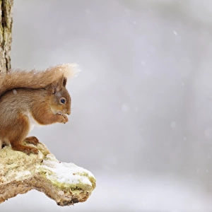 Eurasian Red Squirrel (Sciurus vulgaris) adult, feeding on hazelnut, sitting on snow covered bracket fungus on Scots