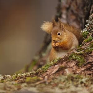 Eurasian Red Squirrel (Sciurus vulgaris) adult, feeding on hazelnut, sitting at base of Scots Pine (Pinus sylvestris)