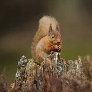 Eurasian Red Squirrel (Sciurus vulgaris) adult, feeding on hazelnut, sitting on stump amongst heather in coniferous
