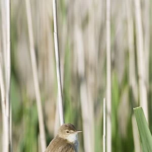 Eurasian Reed-warbler (Acrocephalus scirpaceus) adult, perched on reed stem, North Kent Marshes, Isle of Sheppey, Kent, England, may