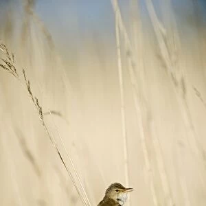 Eurasian Reed-warbler (Acrocephalus scirpaceus) adult, singing, perched on reed stem in reedbed, The Broads, Norfolk, England, may