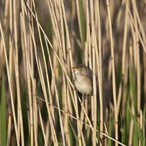 Eurasian Reed-warbler (Acrocephalus scirpaceus) adult, singing, perched on reed stem in reedbed, Cley, Norfolk, England, may