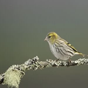 Eurasian Siskin (Carduelis spinus) adult female, perched on lichen covered twig, Scotland, February